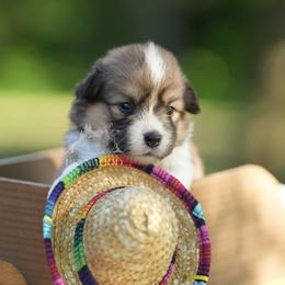 White Collar - Sable female Pembroke Welsh Corgi puppy in Terrell, Texas from Brynwood Pembroke Welsh Corgis