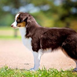 Blaze - Miniature American Shepherd