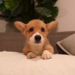 Girl 3 - Red female Pembroke Welsh Corgi puppy in Chula Vista, California from Adrian's Pembroke Welsh Corgis