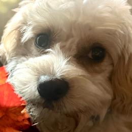 Cavapoochons and Morkies from Kay’s Cutie Poos