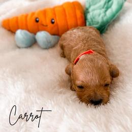 Carrot - Red male Maltipoo puppy in Kula, Hawaii from Toy Poodle & Maltipoo Maui