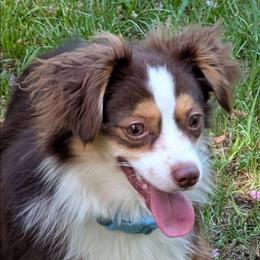 Little Dude - Red tri male Toy Australian Shepherd puppy in Shepherd, Texas from GAMALA Farm & Kennels