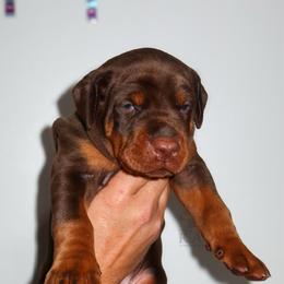 Black Collar Boy - Red and rust male Doberman Pinscher puppy in Cape Coral, Florida from Divine Kaos European Dobermann