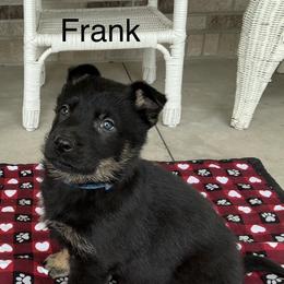 Frank - Black and tan male German Shepherd puppy in Whitehouse, Ohio from Providence Landhaus