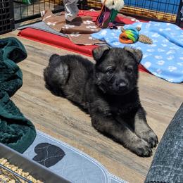 German Shepherd Puppies from Reign Land