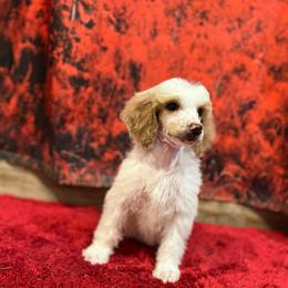 Winnie - Parti female Poodle puppy in Wolf Creek, Oregon from Dejah Bleu Kennels