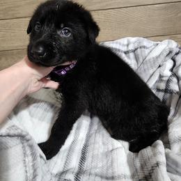 Purple girl - Black female German Shepherd puppy in Georgia from Wolf Rivers Kennels