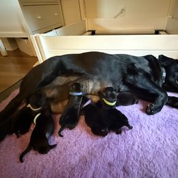 Labrador Retriever Puppies from Hillstone Labradors