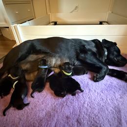 Labrador Retriever Puppies from Hillstone Labradors