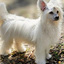 Chinese Crested puppies from Bent Oak Chinese Cresteds