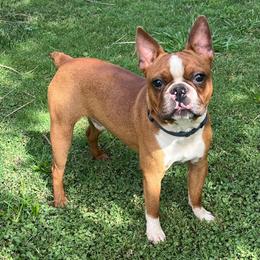 Kilo - Boston Terrier