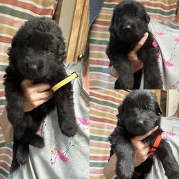 Girl 2 - Black female German Shepherd puppy in Valley Springs, South Dakota from Von Pasch German Shepherds