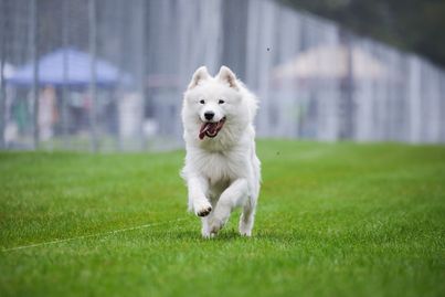 A Samoyed runs in the grass
