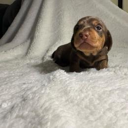 Biscuit - Chocolate and tan male Dachshund puppy in Bakersfield, California from Mad dachshunds