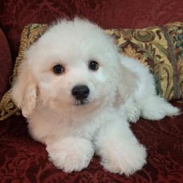 Buzzy - White male Bichon Frise puppy in Wesley Chapel, Florida from Adorable Bichon
