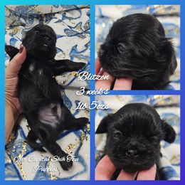 Blitzen - Black male Shih Tzu puppy in Maize, Kansas from Air Capital Shih Tzu Puppies