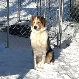 Jojo - Australian Shepherd