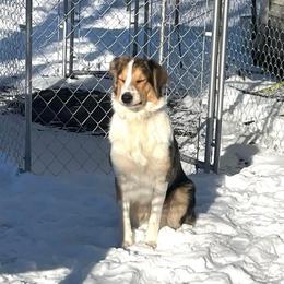 Jojo - Australian Shepherd