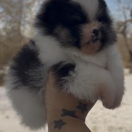 Pomeranian Puppies from Cascade Pomeranians