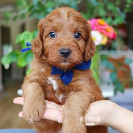 Firecracker - Red  male Goldendoodle puppy in Salado, Texas from Red Ranch Dogs
