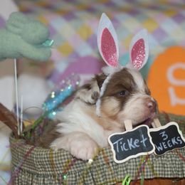 Ticket - Red merle Australian Shepherd puppy in Massachusetts from Knauer Australian Shepherds