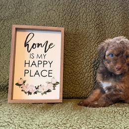 Cocoa - Red female Aussiedoodle puppy in Ellenburg Center, New York from Kristin's Puppies