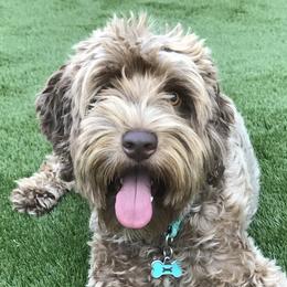 Mason - Australian Labradoodle
