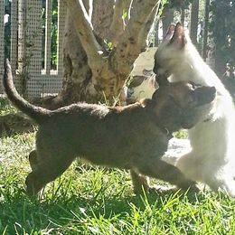Belgian Laekenois Puppies from Cal Curly Coats Belgian Laekenois