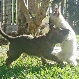 Belgian Laekenois Puppies from Cal Curly Coats Belgian Laekenois