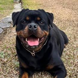 Ferrari vom Hause Neubrand - Black and mahogany female Rottweiler puppy in Prosperity, South Carolina from Michelle's Rottweilers