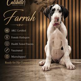 Farrah - Harlequin female Great Dane puppy in Liberty, New York from Catskills Greatest Danes