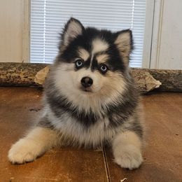 Peter Pan - Black and white male Pomsky puppy in Stover, Missouri from Lx2 County Line Pomskis