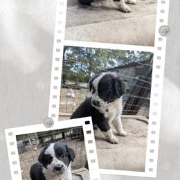 Australian Shepherd and Great Dane Puppies from AEW Farm
