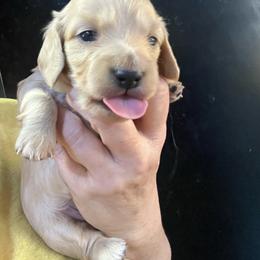 Kat - Cream female Dachshund puppy in Bigfork, Minnesota from Dachshunds Up North