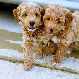 Double Doodle and Goldendoodle Puppies from Big Red Paw Doodles