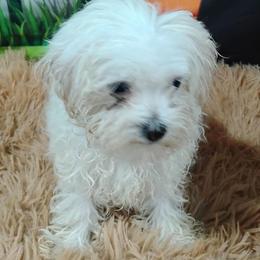 Ariel - White female Maltipoo puppy in Neosho, Missouri from Cooley's Cuddle Pups