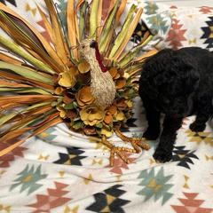 Fred - Black male Bordoodle puppy in Republic, Missouri from Holland Hilltop Farm