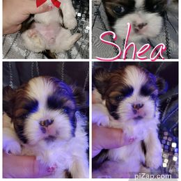 Shih Tzu Puppies from Cutie Pie Shih Tzu