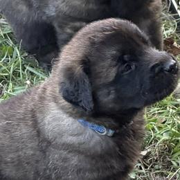 Leonbergers from Forgold Kennels
