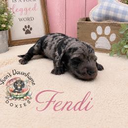 Fendi - Dapple female Dachshund puppy in Hockley, Texas from Shans Down Home Doxies