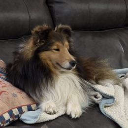 Lance - Shetland Sheepdog