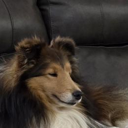 Lance - Shetland Sheepdog