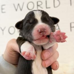 Australian Shepherd Puppies from Colorful Dreamers Australian Shepherds