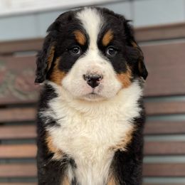 Jenny - Black rust and white Bernese Mountain Dog puppy in New Haven, Indiana from Milan Berners