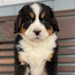 Jenny - Black rust and white Bernese Mountain Dog puppy in New Haven, Indiana from Milan Berners