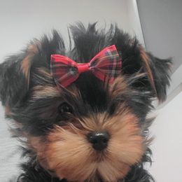 Yorkshire Terrier Puppies from Yorkie Puppies Redwood Ranch Chicago