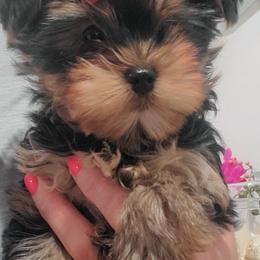 Yorkshire Terrier Puppies from Yorkie Puppies Redwood Ranch Chicago