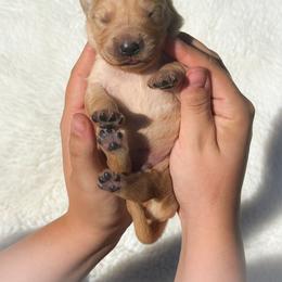 Girl 1 - Dark golden female Golden Retriever puppy in Plant City, Florida from All shades Golden