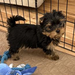 Picasso - Blue and gold male Yorkshire Terrier puppy in Portland, Oregon from Bohemian Beauty Yorkshire Terrier