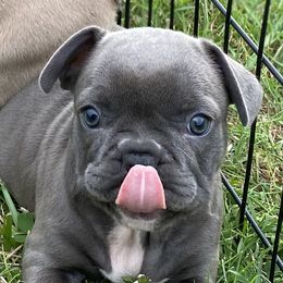 French Bulldogs from A Cozy Kennel